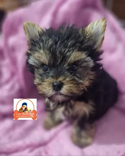 Fofinho Yorkshire micro vacinado. Entrego e parcelo no cartão