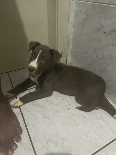 Doa-se filhote de border collie marrom com Pit bull
