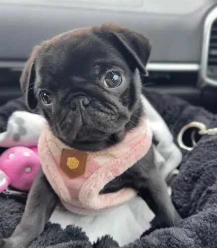 Filhote pug, esses filhotes vão roubar seu coração!