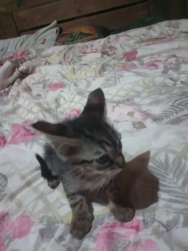 Gatinho filhote doação 