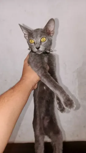 Gato para adoção 