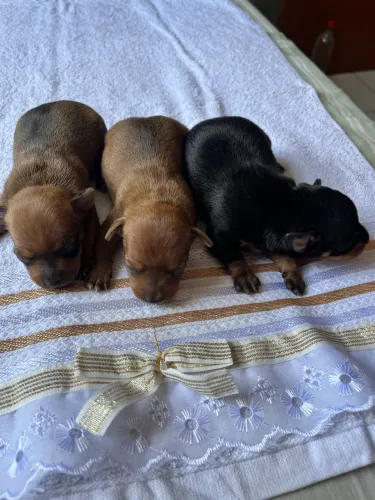 Pinscher filhotes zero