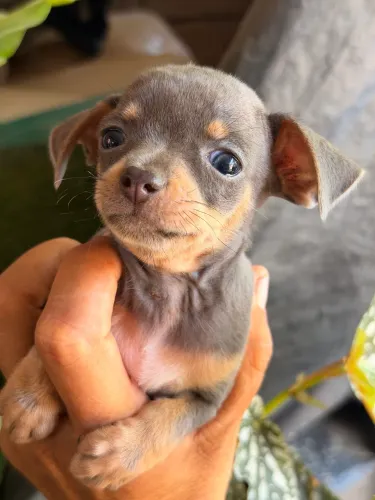 Pinscher 50 dias de nascido merly uma cor só sinza