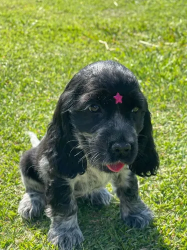 Cocker Spaniel Inglês| Pronto para ir para seu lar .
