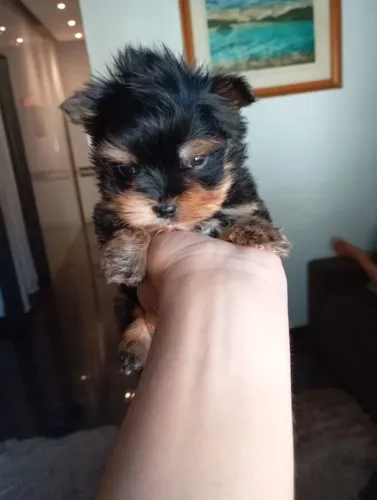 Lindo machinho de yorkshire