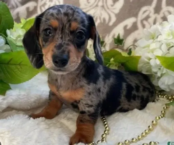 Basset Dachshund Teckel Alerquim Raridade Aproveitem.