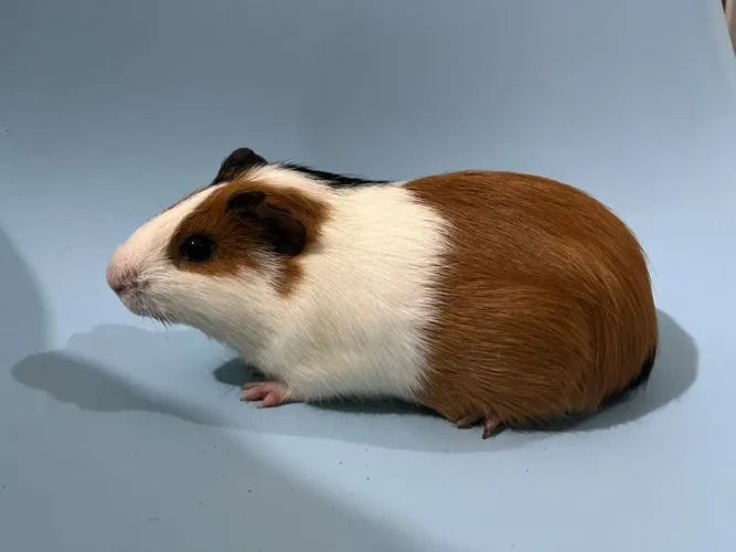 Porquinho da índia