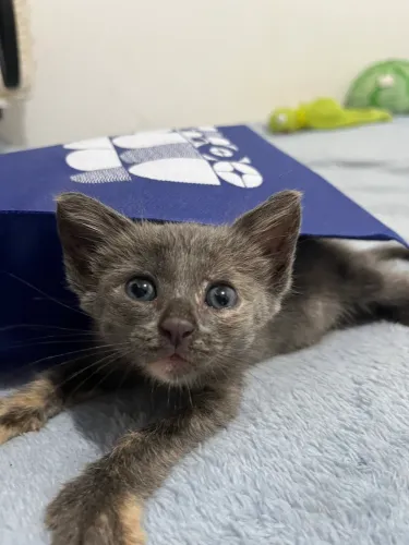 Gata