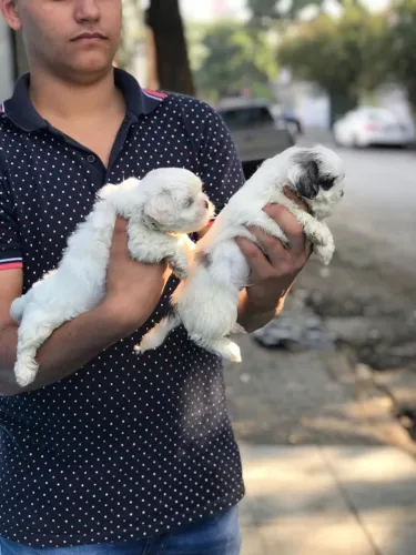 Shih Tzu Mini com Garantia de Saúde e Parcelamento em até 12x no Cartão