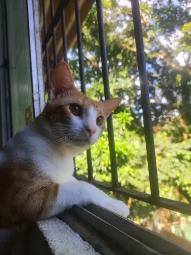 Gato macho para adoção