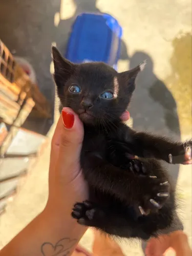 Doação de gatos 