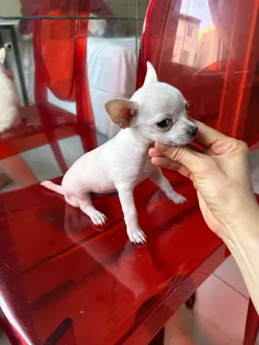 Chiuaua fêmea branca pedigree