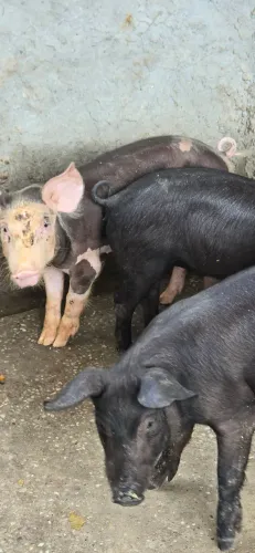 Leitoes Pietran/Black Faixa/Duroc