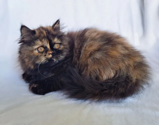 Gata Persa 