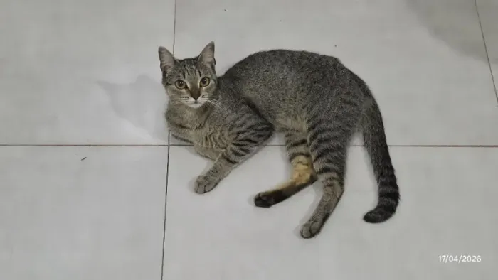 Gata - Mica precisa de um novo lar