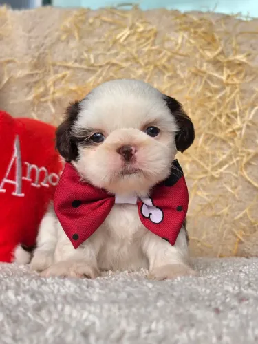 Machos Shihtzu babys 