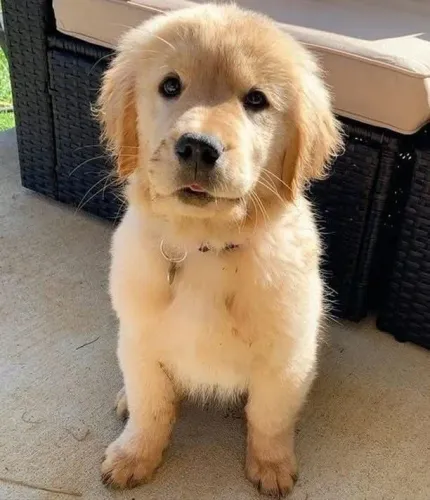Filhotes de Golden Retriever | Filhotes que trazem paz