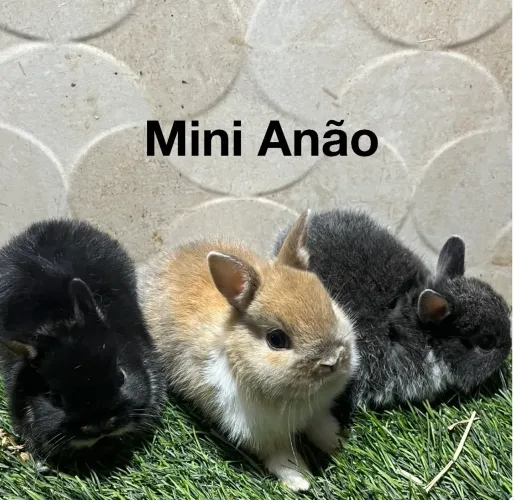Mini coelhos