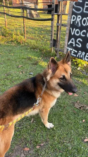 Pastor alemão 