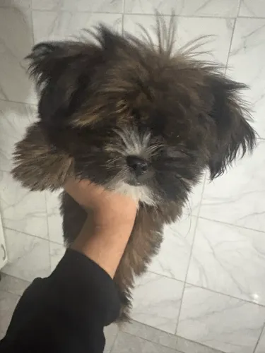 Shih Tzu ou Lhasa Apso,