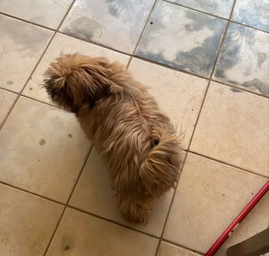 Shih-Tzu (filhote à venda)