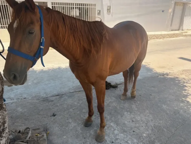 Égua quarto de milha pura filha de sabido dash e lady lu doc?s fly.