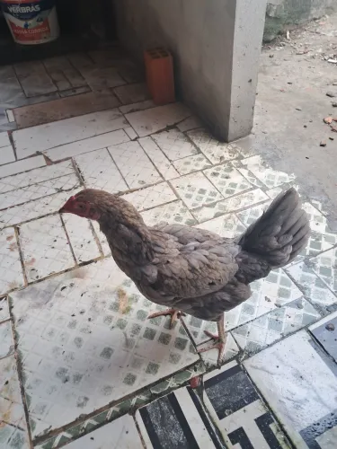Galinha caipira 
