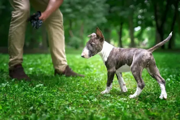 ? Bull Terrier Disponível | Filhotes Bem Cuidados