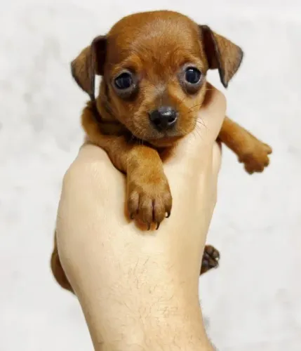 Pinscher macho original com garantia de saúde