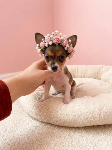 Mini Pinscher Linda e Esperta