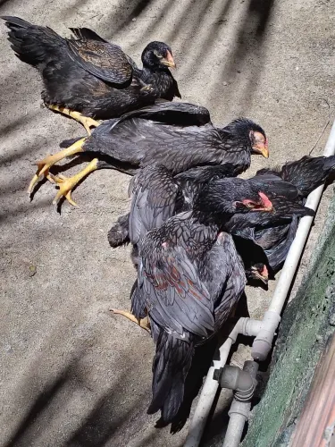 Casal de frangos da raça Mura com 5 meses 350 individual 200