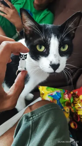 Gatos para adoção 
