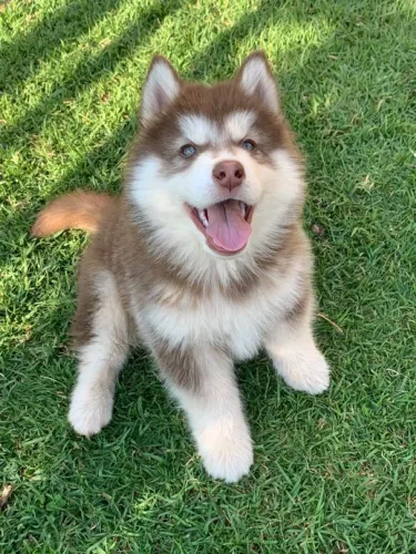 Husky siberiano procedência