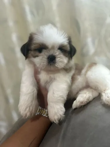 Shih Tzu