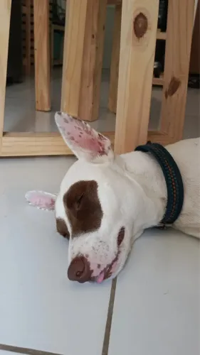 Cachorro para adoção