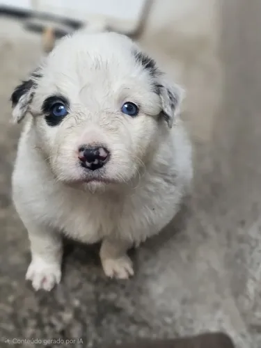 Filhotes de Boder Collie