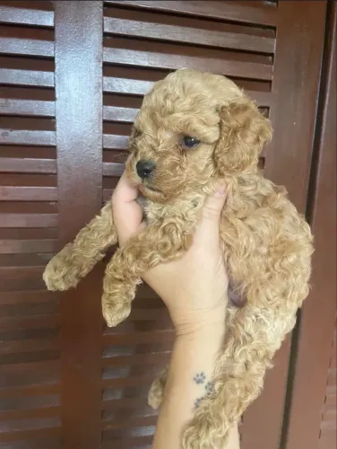 Doa-se Poodle Toy?