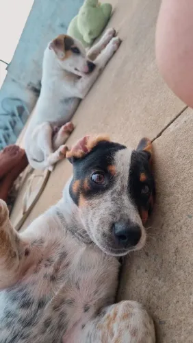 Doação de fêmea 