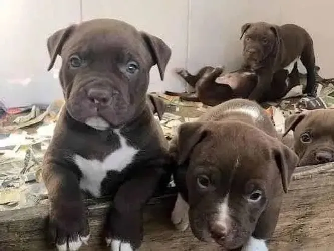 Adoção de Pit Bull