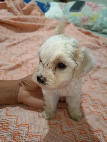Vende-se poodle toy