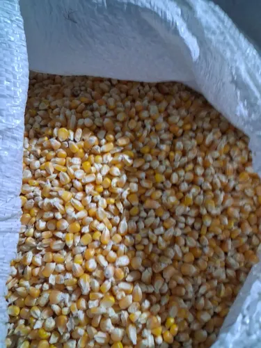 Milho 1.10 o kg