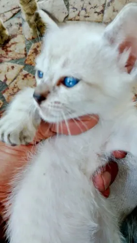 3 filhotes machos siamês tabby point e Seal point dos ohos azuis.
