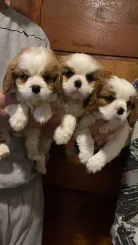 Cavalier fêmea e machinho com pedigree cbkc