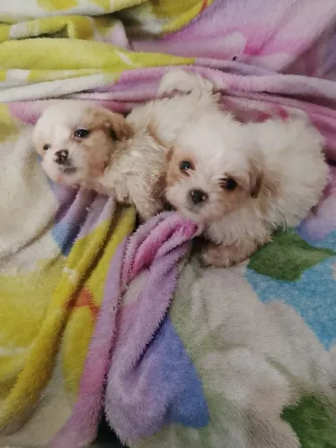 Filhotes de Lhasa fêmeas