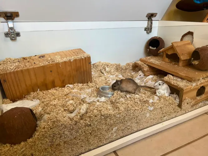 Gerbil com terrario