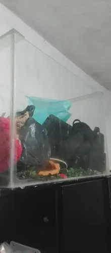Aquário 37 L em perfeito estado sem trinco nenhum 