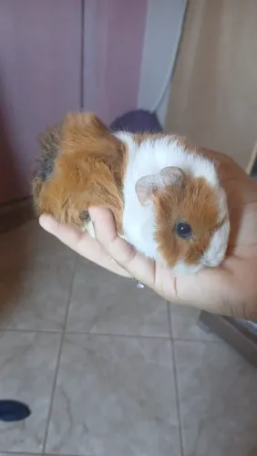 Porquinho da índia peruano