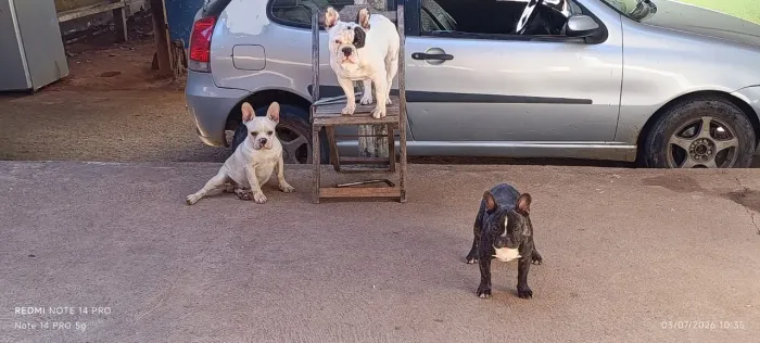 Filhotes de Bulldog francês 