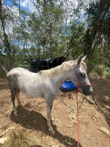Égua a venda