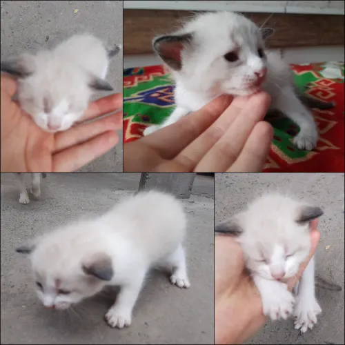 doação gato filhote - leia a descrição